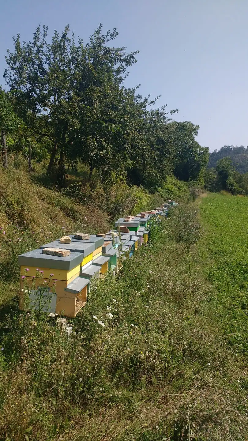 Apiario vista 9, bio